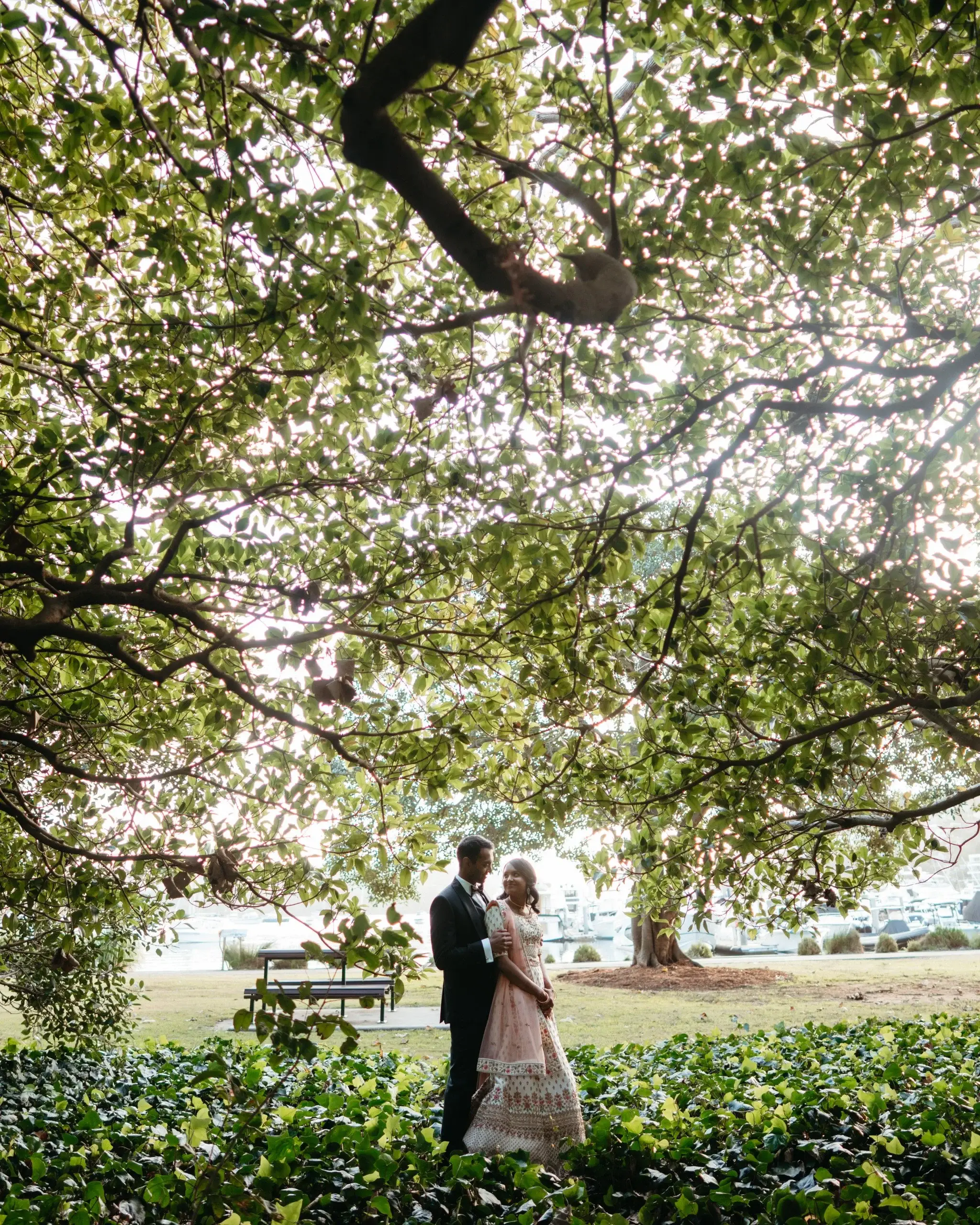A couple embracing beneath a huge flowering jacaranda