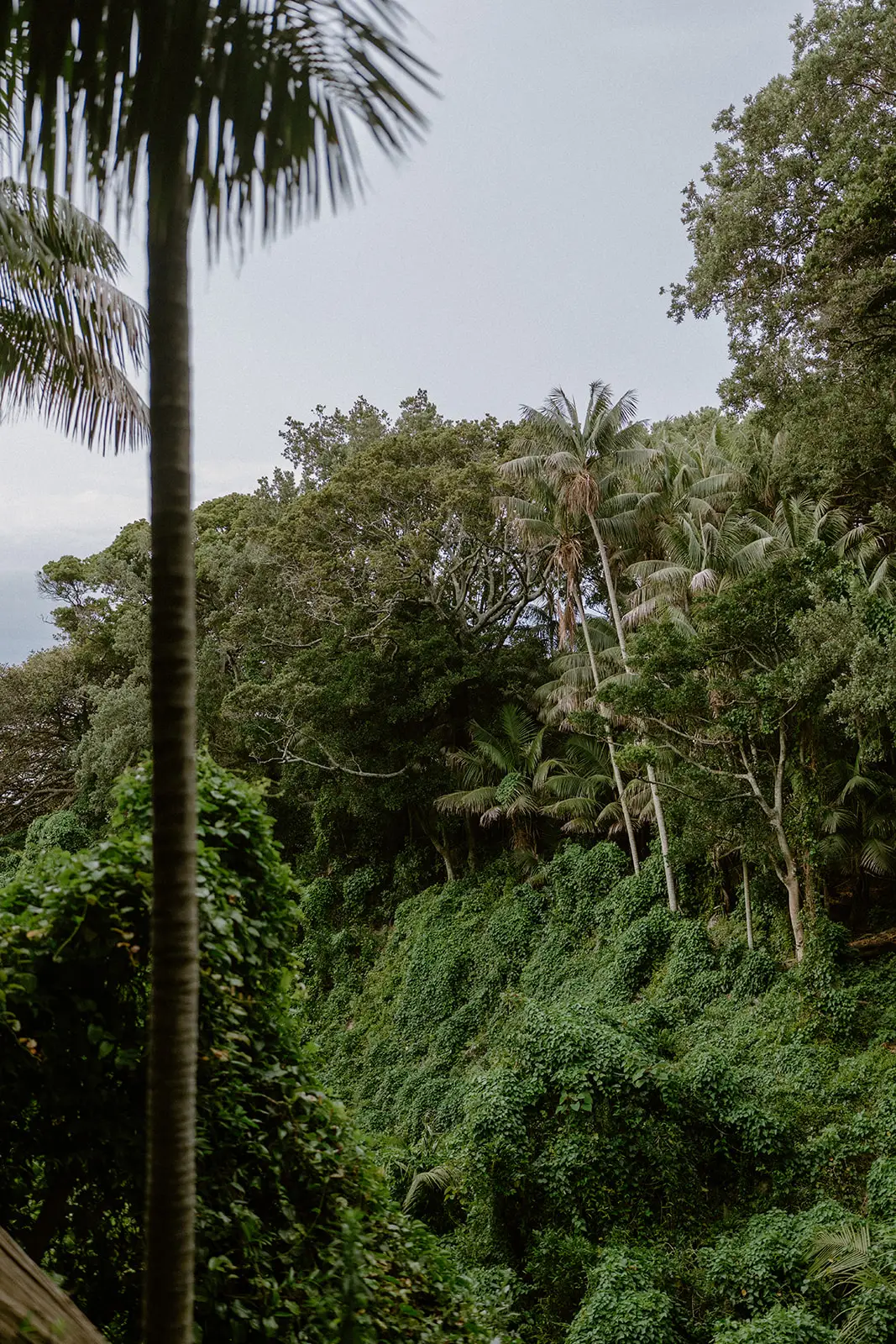 Dense palm forest on Lord Howe Island